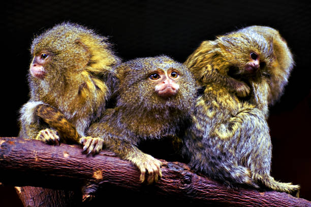 Pygmy Marmosets Pygmy marmosets monkeys perching on a branch in a zoo pygmy marmoset stock pictures, royalty-free photos & images