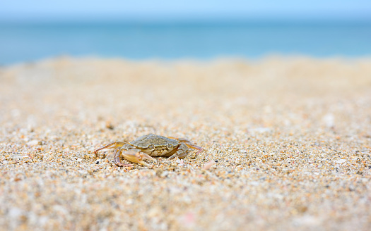 Stock photo showing close-up view of sand crab's claws and eyes, as small creature scurries around on sandy beach in sunshine at low tide.