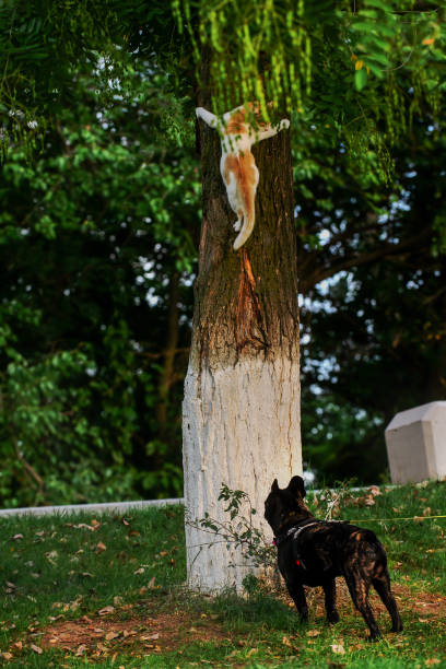 The white cat is frightened by the dog, climbed a tree and looks down.
