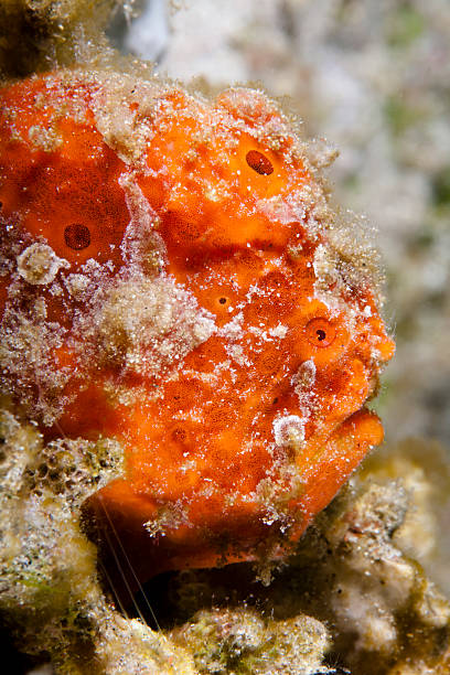 Red Head in the Reef Little,red frogfish. hidden in the reef. looks like a humane face, red frog fish stock pictures, royalty-free photos & images