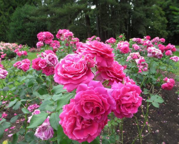 istock Gorgeous Bright Red Roses Blooming In Summer 1342503464