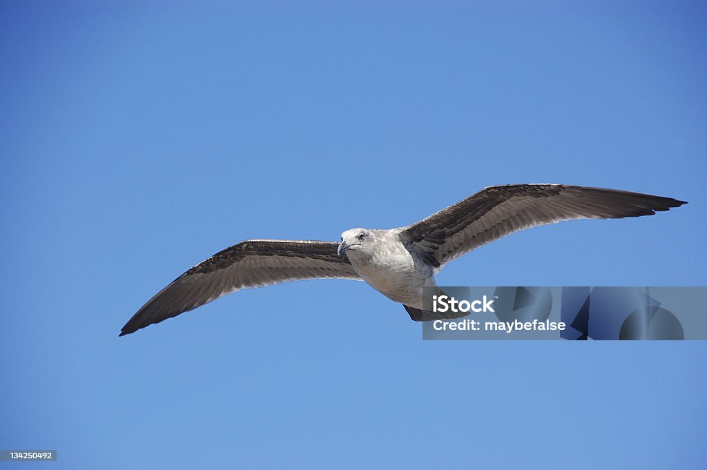 Mouette volant dans le ciel - Photo de Aile d'animal libre de droits