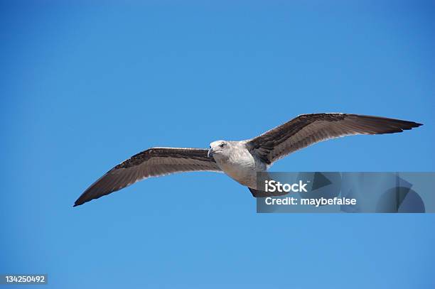 Gaivota A Voar No Céu - Fotografias de stock e mais imagens de Abrir em Leque - Abrir em Leque, Animal, Animal selvagem