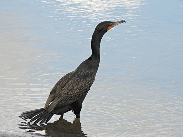 istock Double-crested Cormorant (Phalacrocorax auritus) in a Florida lake 1342508636