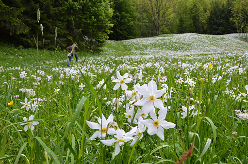 Daffodil meadow in the Almtal, Salzkammergut, Upper Austria, Austria, Europe