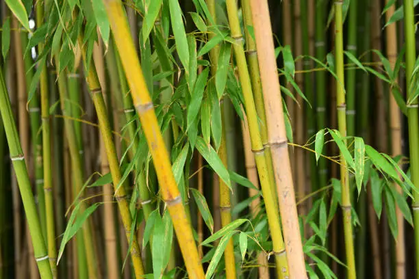 Bamboo forest in the Botanical Garden in Vienna, Austria, Europe