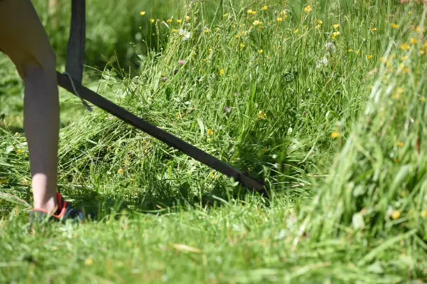 Scythe mowing in the Almtal, Salzkammergut, Upper Austria, Austria, Europe