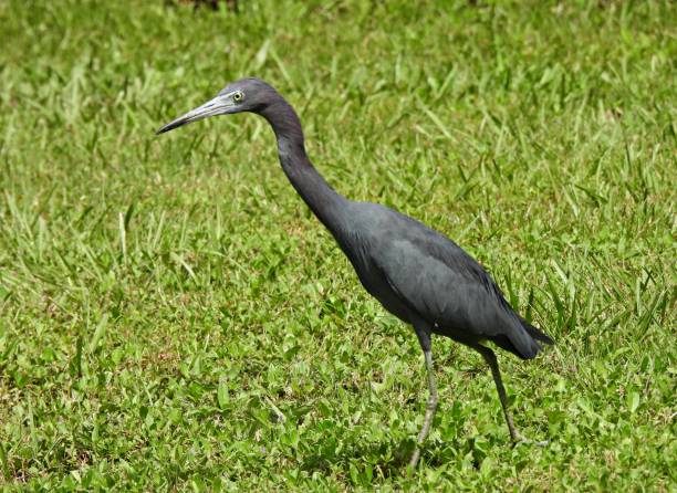 istock Little Blue Heron (Egretta caerulea) walking in the grass 1342510978
