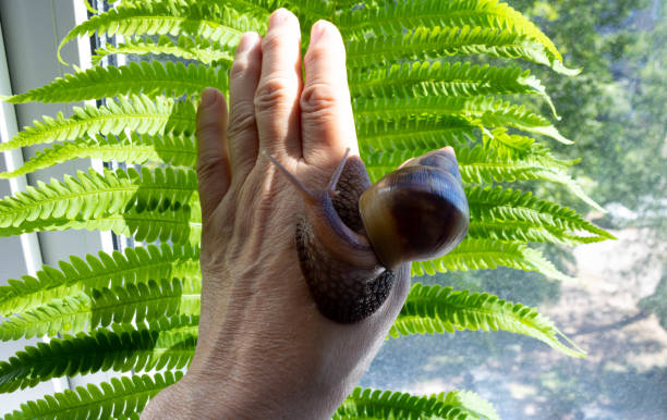 una gran akhatina de caracol se arrastra sobre la mano de una mujer - snail environmental conservation garden snail mollusk fotografías e imágenes de stock