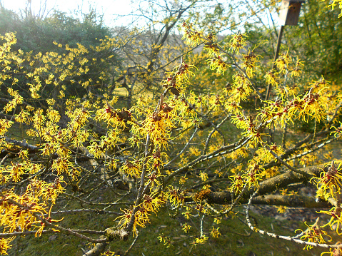 A yellow witch hazel bush, Austria, Europe