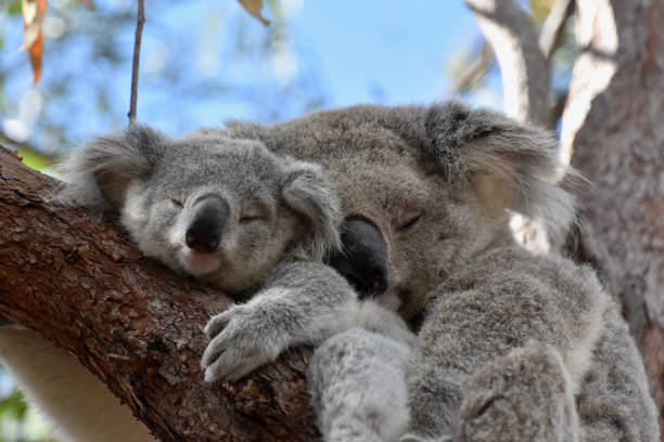 Koala Cuddles Koala with Joey koala tree stock pictures, royalty-free photos & images