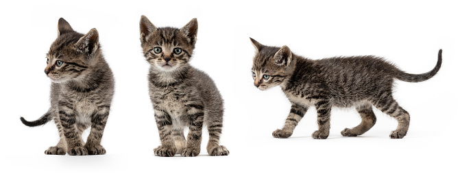 3 photos in 1 from a grey stripped cat in a white background. High quality photo
