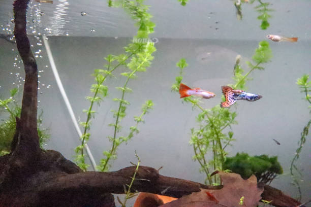 istock planted aquarium guppys 1342513958
