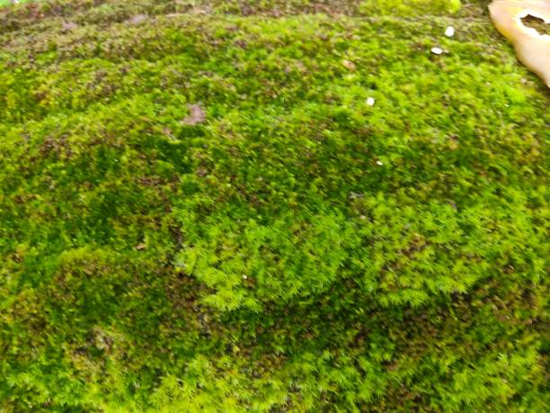 istock leucobryum moss or pincushion moss, 1342516634