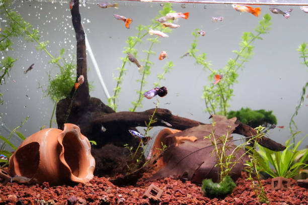 istock planted aquarium guppys 1342516859