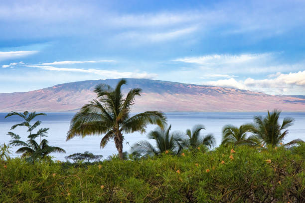 vue sur la véranda - maui beach palm tree island photos et images de collection