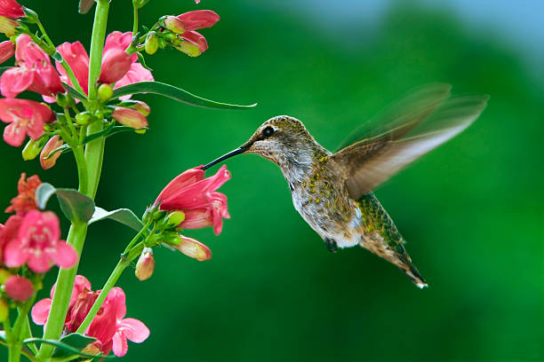 istock Hummingbird and flowers 134252356