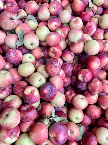 Virginia Grown Apples