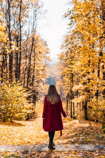 Rear view of elegant young woman in a burgundy casual coat in autumn. Cute model walks in the park in golden autumn through colorful trees and fallen leaves. Autumn walk, colorful nature. stock photo