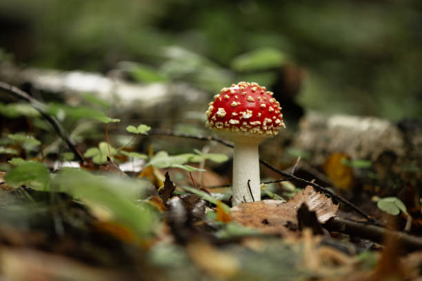 istock Poisonous fly agaric mushroom in autumnal forest 1342530549
