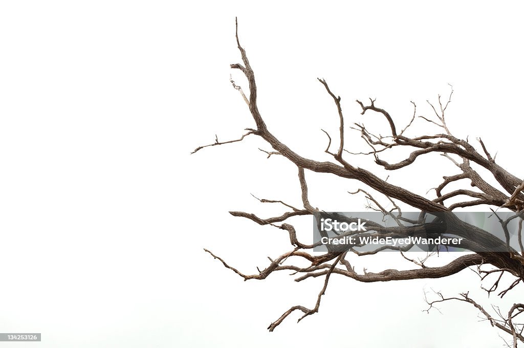 Geäst eines Baumes - Lizenzfrei Ast - Pflanzenbestandteil Stock-Foto