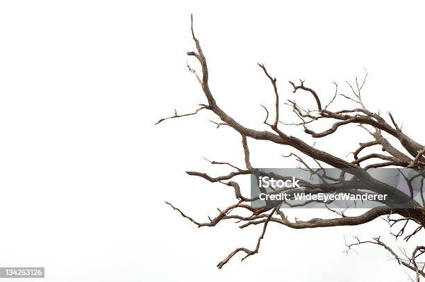 Geäst Eines Baumes Stockfoto und mehr Bilder von Ast - Pflanzenbestandteil - Ast - Pflanzenbestandteil, Baum, Spuk