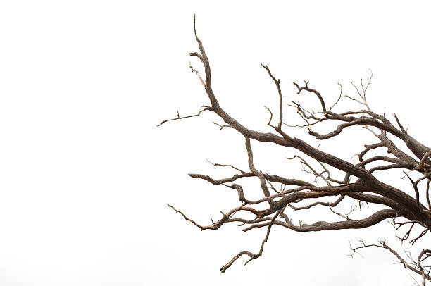 rami di un albero - albero spoglio foto e immagini stock