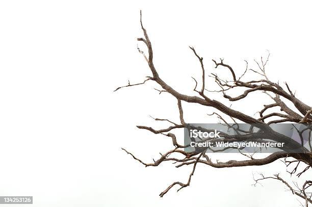 木の枝 - 枝のストックフォトや画像を多数ご用意 - 枝, 樹木, 薄気味悪い