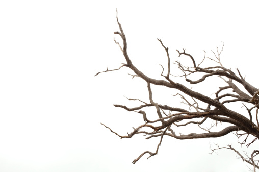 Tree branches have been set against a mostly white background