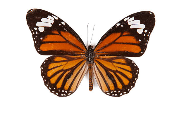 istock Black and orange butterfly Danaus genutia isolated 134253129