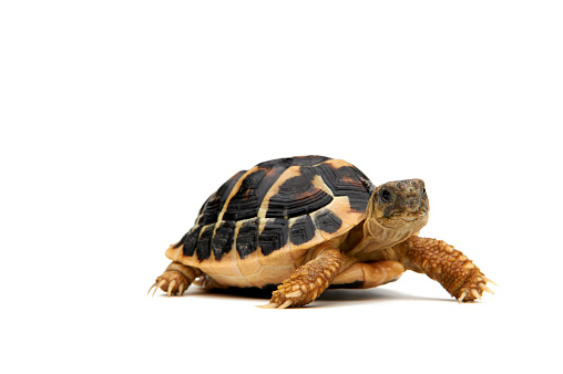 Walking Turtle on a white background