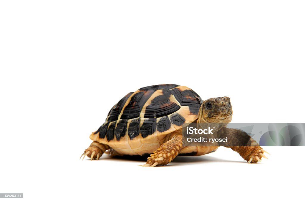 Walking Turtle Walking Turtle on a white background Tortoise Stock Photo