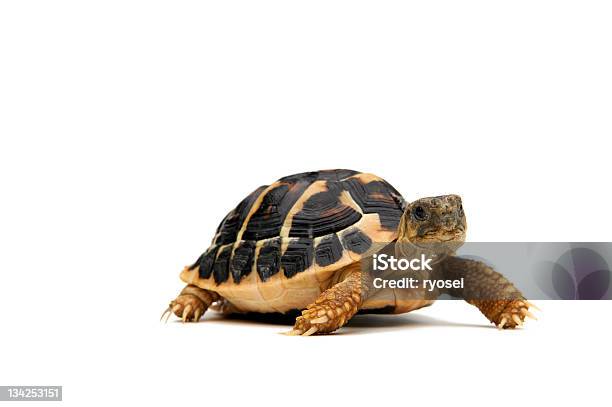 Walking Turtle Stock Photo - Download Image Now - Tortoise, Cut Out, Pets