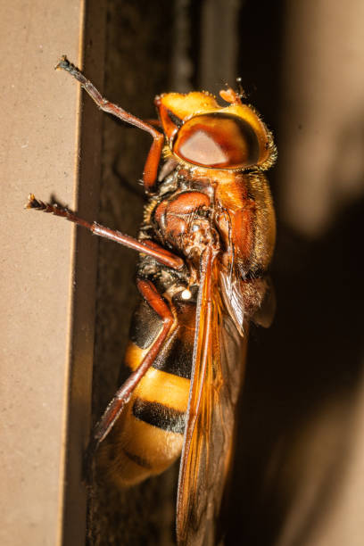 istock World of insects 1342531619