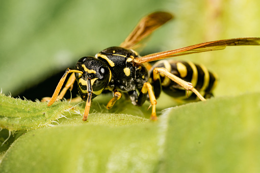 Close up of a field wasp sitting on a sunflower after a rain shower