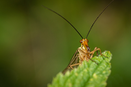 A small scorpion fly sits in the green of a meadow. The picture was taken in the evening.