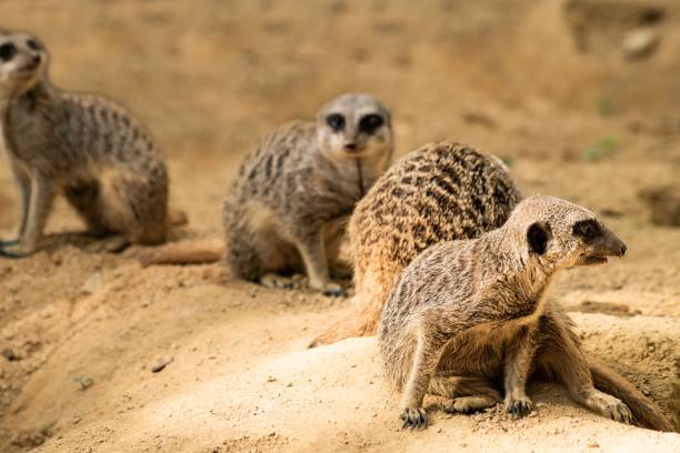 istock World of mammals 1342531937