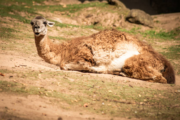 istock World of mammals 1342532015