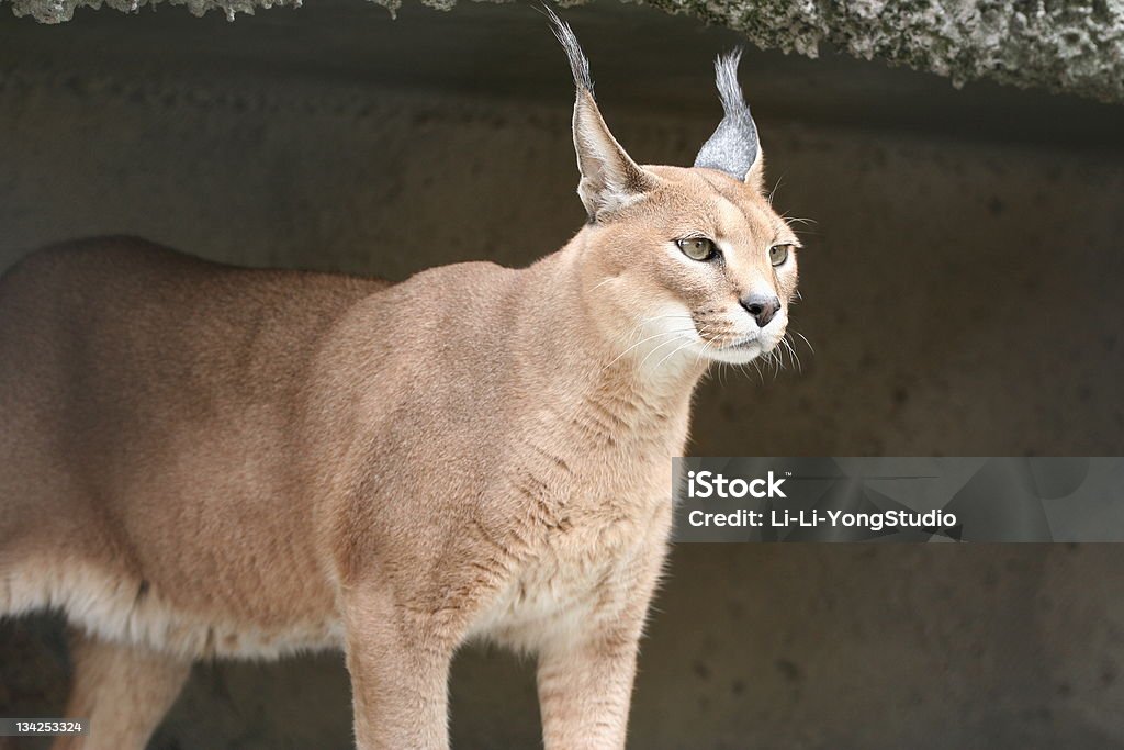 lynx Animal Stock Photo