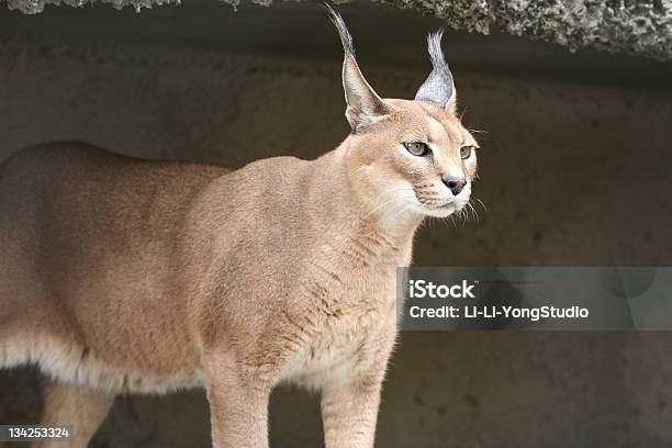 Lynx Stock Photo - Download Image Now - Animal, Animal Body Part, Animal Ear