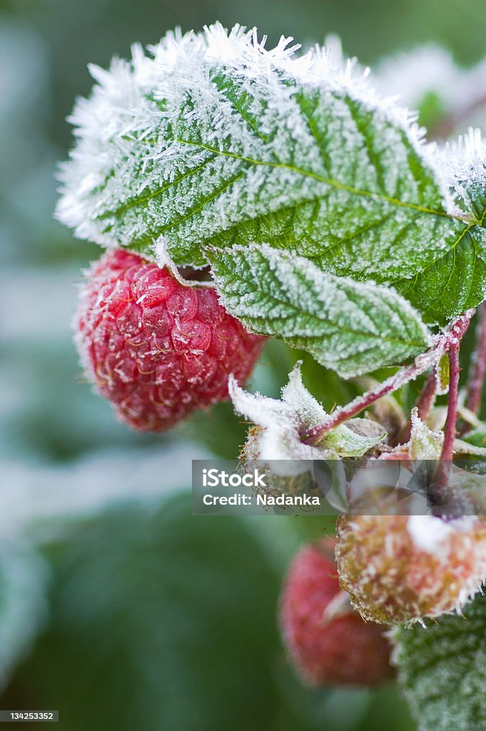 First morning frost - icy raspberries Twig of remontant raspberry in frost Frost Stock Photo