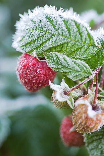First morning frost - icy raspberries stock photo