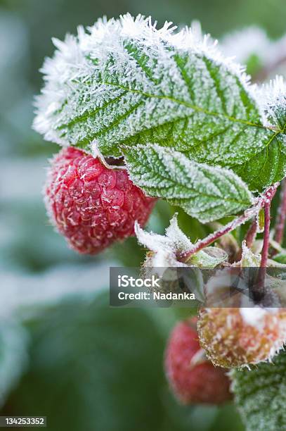 First Morning Frost Icy Raspberries Stock Photo - Download Image Now - Frost, Vegetable Garden, Autumn