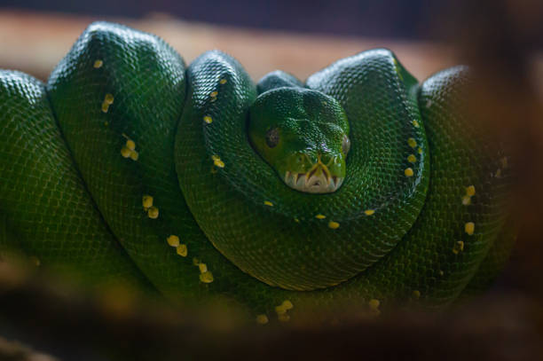 The Green Tree Python stock photo
