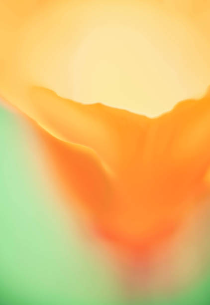 An artistic side-view macro shot of a California Golden Poppy