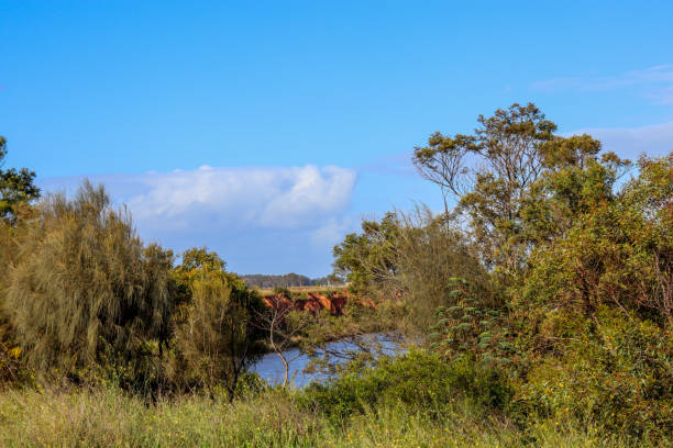 istock forest landscape on river banks 1342539077