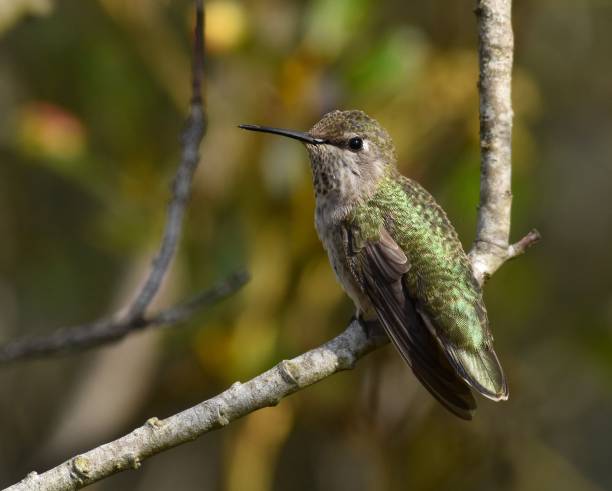 istock An Anna's hummingbird in a tree 1342545831