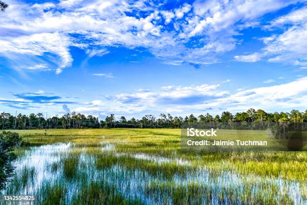 Louisiana Marsh Pond Stock Photo - Download Image Now - Swamp, Wetland, Louisiana