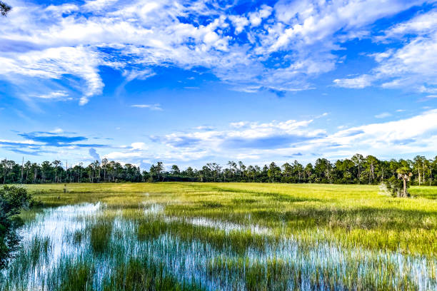 пруд луизиана марш - riverbank marsh water pond стоковые фото и изображения