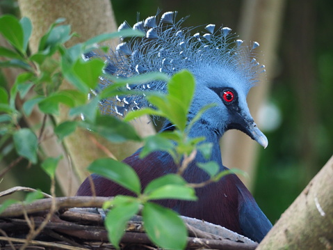 Victoria Crowned Pigeon sitting in nest at Pittsburgh National Aviary